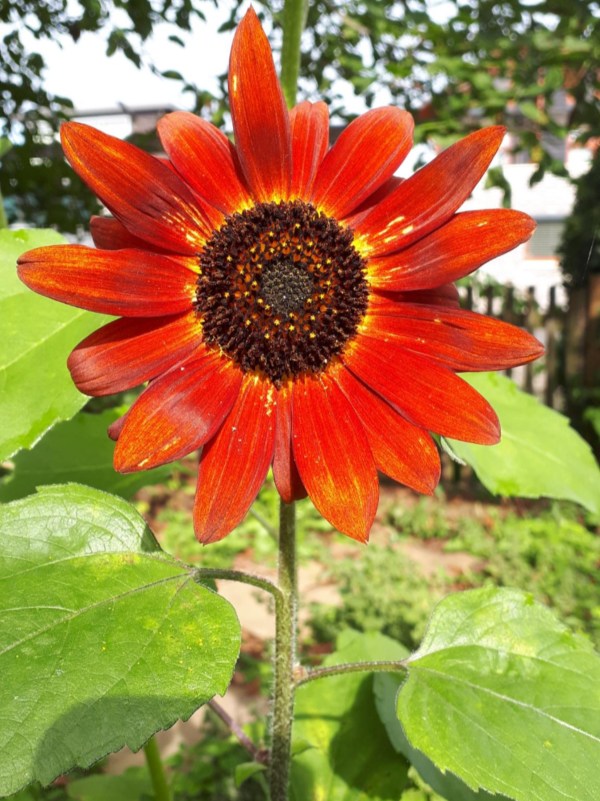 Fransje Zoethout Opruimcoach Zwolle Hattem Overijssel Overlijden Verhuizen Kinderen Uit Huis Over Fransje